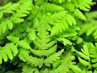 Softest green fronds with black stems